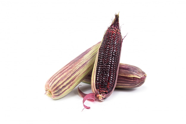 Czerwoną słodką kukurydzę lub Siam Ruby Queen można jeść świeżo na białym tle na białej ścianie.