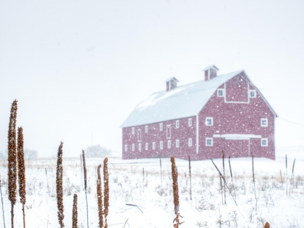 Czerwona stodoła w burzy śnieżnej w Kolorado.