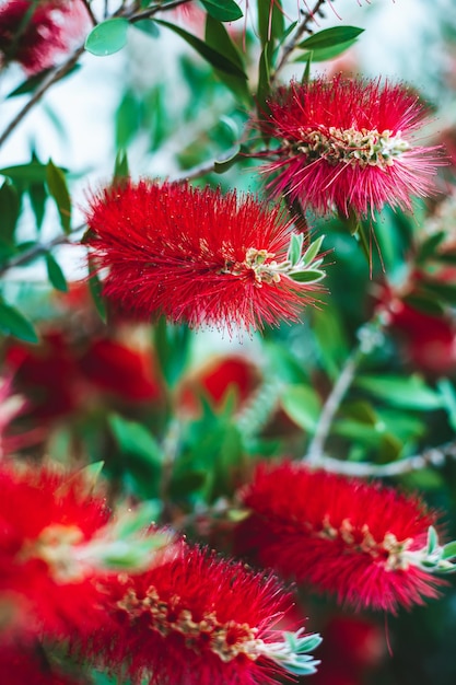 Czerwona szczotka do butelek Callistemon