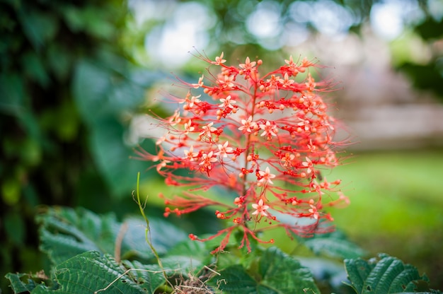 Czerwona tropikalna balijczyk roślina