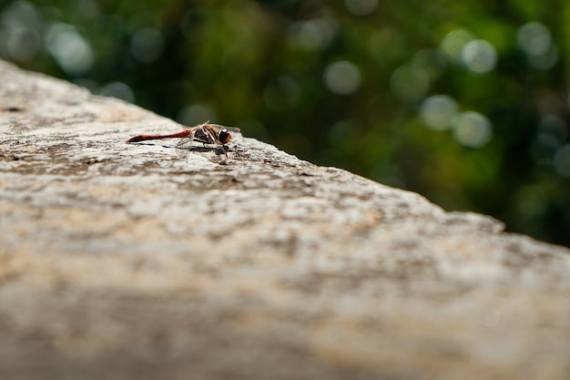 Czerwona ważka krwi. Servilia Crocothemis