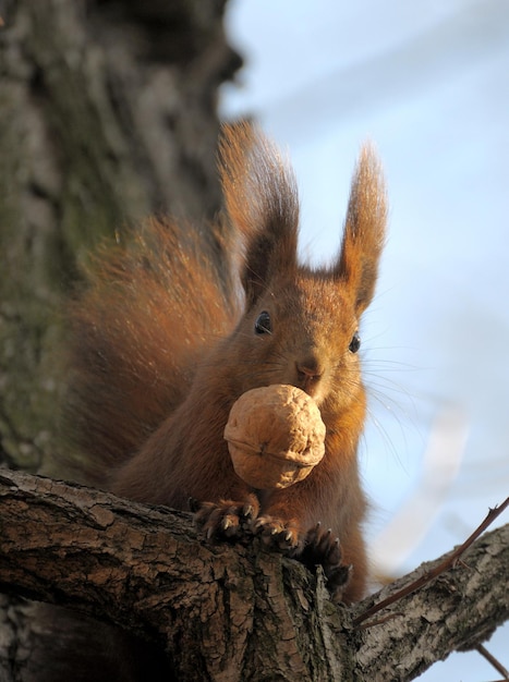 Czerwona wiewiórka leśna gra na zewnątrz.