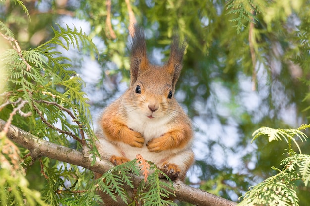 Czerwona wiewiórka na drzewie
