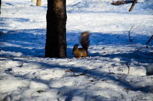 Czerwona wiewiórka na śniegu w parku miejskim