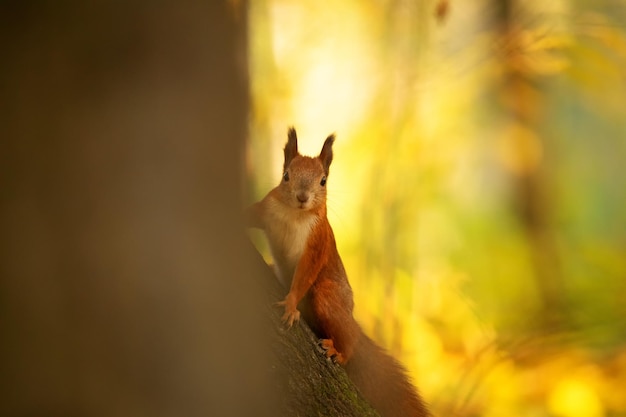 Czerwona wiewiórka siedzi na drzewie, zbliżenie.