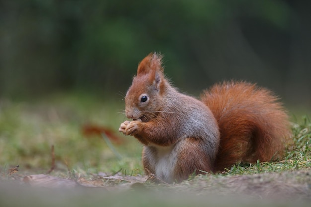 Czerwona wiewiórka, urocze zwierzę żyjące w lesie, widziane w jego naturalnym środowisku.