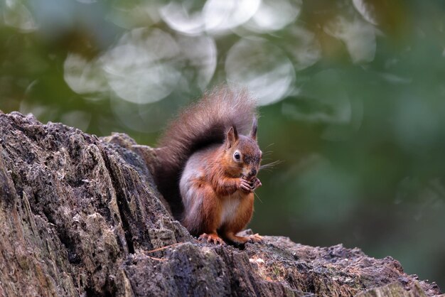Zdjęcie czerwona wiewiórka z pięknym bokehem