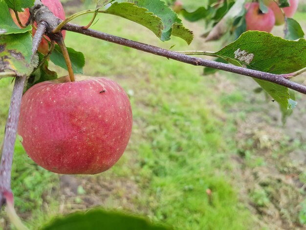 Czerwone dojrzałe jabłka wiszą na gałęzi w ogrodzie