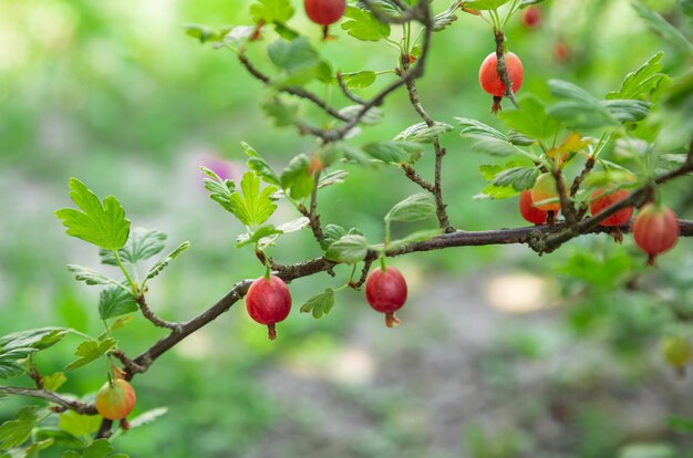 Zdjęcie czerwone dojrzałe jagody gruszki rosnące na gałęzi ogród kuchenny słodkie owoce organiczne