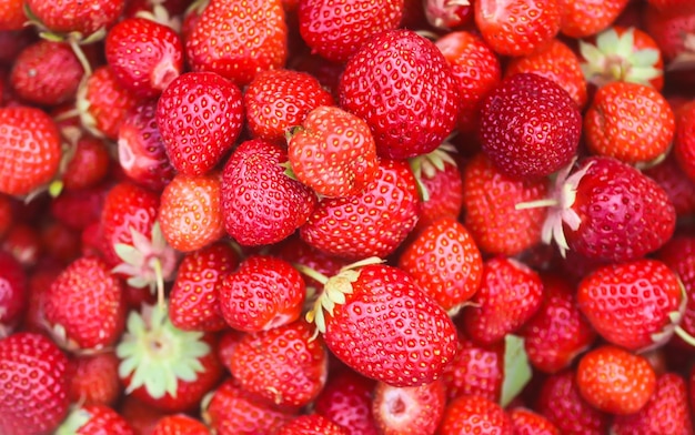 Czerwone dojrzałe truskawki Świeże organicznie jagody dla zdrowego łasowania