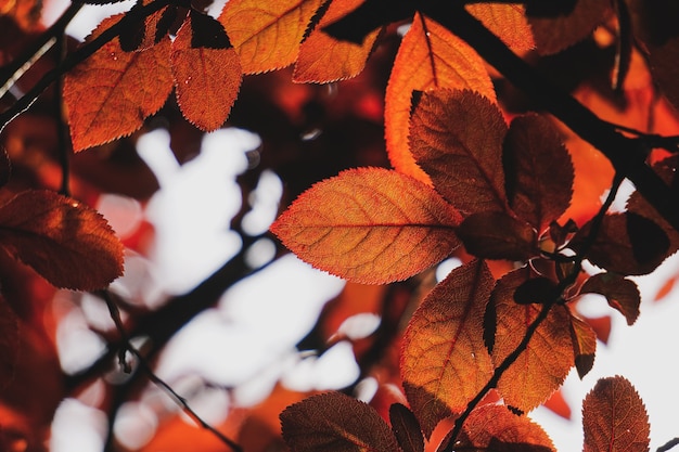 Czerwone drzewo pozostawia w przyrodzie w sezonie jesiennym czerwonym tle