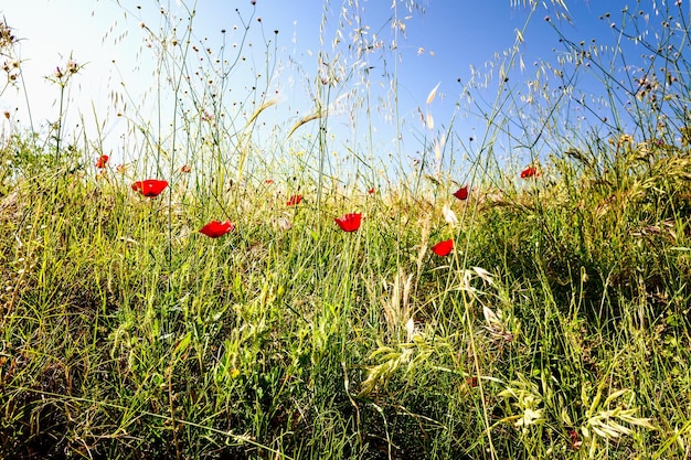 Zdjęcie czerwone dzikie kwiaty maku i trawa w letnim indyku