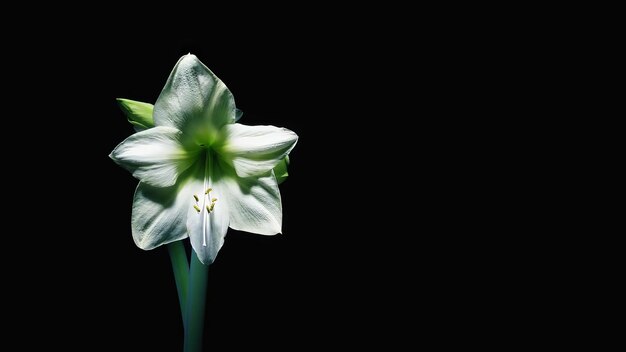 Zdjęcie czerwone i białe amaryllis kwitnące kwiaty timelapse czarne tło