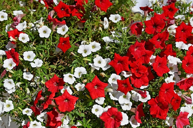 Czerwone i białe kwiaty petunii na łożu kwiatowym