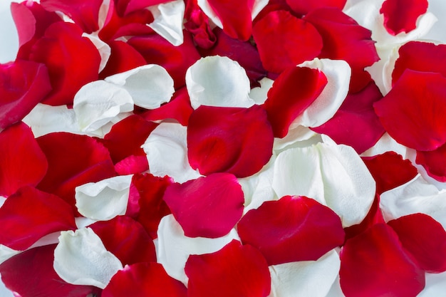 Czerwone i białe płatki róż