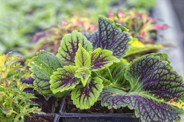 Czerwone i zielone liście rośliny Coleus Plectranthus scutellarioides