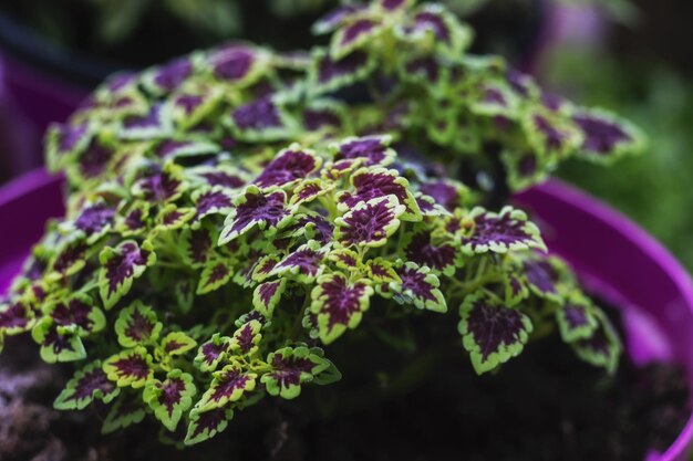 Zdjęcie czerwone i zielone liście rośliny coleus plectranthus scutellarioides