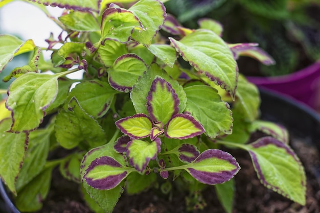 Czerwone i zielone liście rośliny Coleus Plectranthus scutellarioides