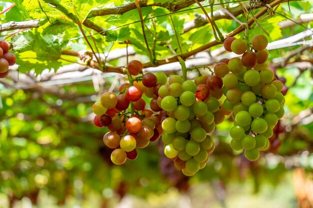 Czerwone i zielone winnice w wczesnym słońcu z obfitymi winogronami zebranymi w oczekiwaniu na czerwone wino napój odżywczy w prowincji Ninh Thuan w Wietnamie