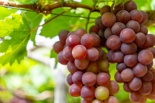Czerwone i zielone winnice w wczesnym słońcu z obfitymi winogronami zebranymi w oczekiwaniu na czerwone wino napój odżywczy w prowincji Ninh Thuan w Wietnamie