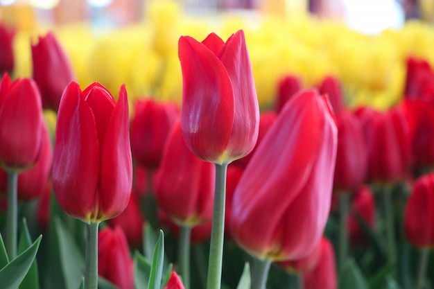 Czerwone i żółte tulipany w ogrodzie kolorowy kwiat w przyrodzie