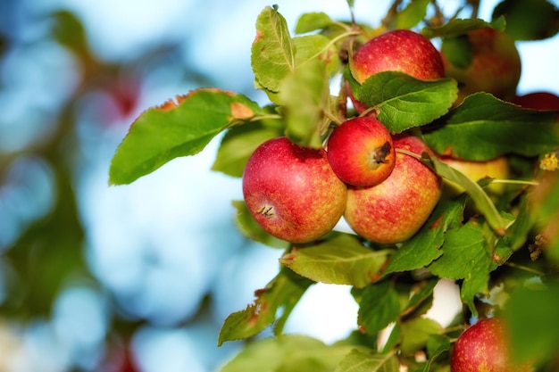 Czerwone jabłka na drzewie gotowe do zbioru w gospodarstwie z copyspace Pyszne dojrzałe owoce są sprzedawane jako zdrowe świeże i ekologiczne produkty do sklepów spożywczych Świeża żywność do zbioru do spożycia