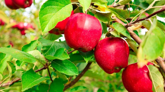 czerwone jabłka na drzewie