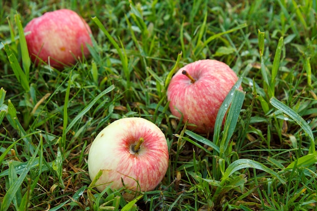 Czerwone jabłka na trawie jesienne tło opadłe czerwone jabłka na zielonej trawie w sadzie