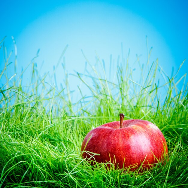 Czerwone jabłko na zielonej trawie