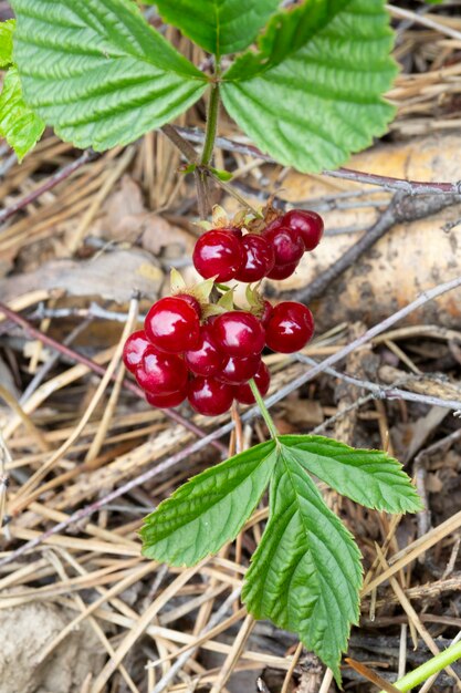 Zdjęcie czerwone jagody jadalne w lesie na krzaku, rubus saxatilis. przydatne jagody o delikatnym smaku granatu na gałązce