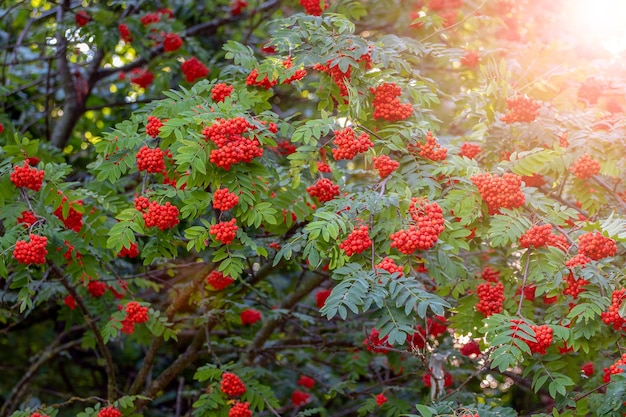 Czerwone jagody jarzębiny latem na drzewie przy słonecznej pogodzie
