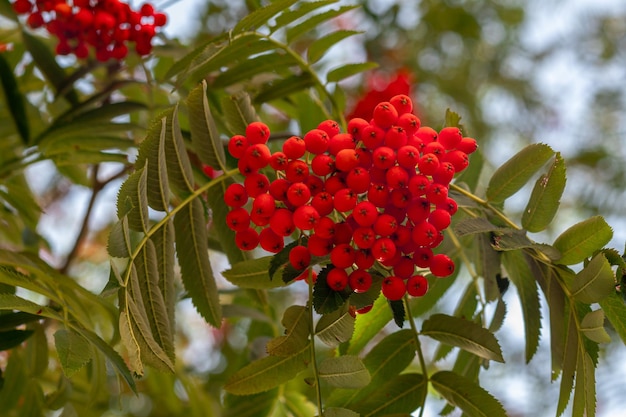 Czerwone jagody jarzębiny na gałęzi drzewa z zielonymi liśćmi w przyrodzie Sorbus aucuparia Owoce jesionu z bliska