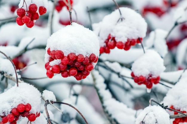 Czerwone jagody kaliny pokryte śniegiem krzew kaliny zimą