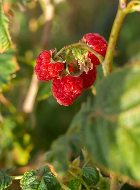 Zdjęcie czerwone jagody maliny rubus idaeus wiszą jesienią na krzaku w grecji