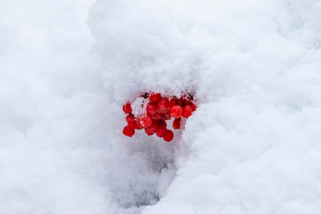 czerwone jagody viburnum w śniegu
