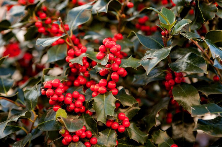Zdjęcie czerwone jagody w pięknym holly
