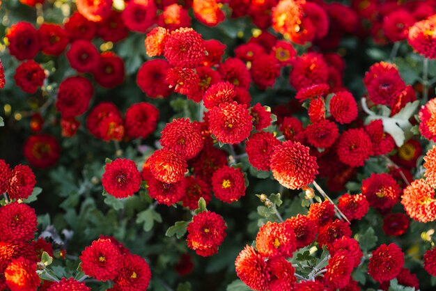 Czerwone jesieni chryzantemy w ogrodowym kwiacie, odgórny widok