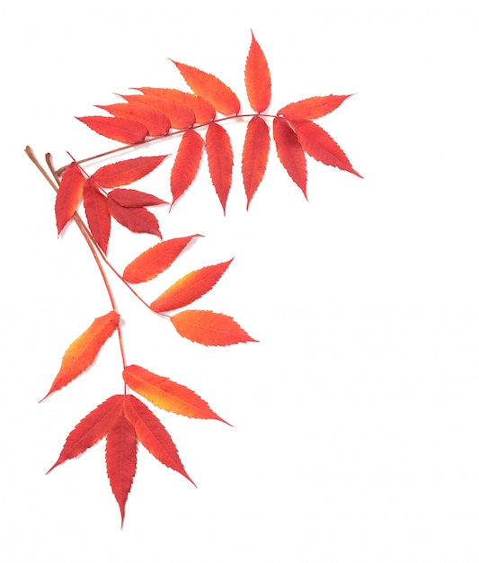 Czerwone jesienne liście na białym tle