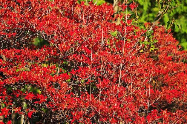 Czerwone klony Momiji w Saiko Iyashi No Sato Nemba Fuji Japonia