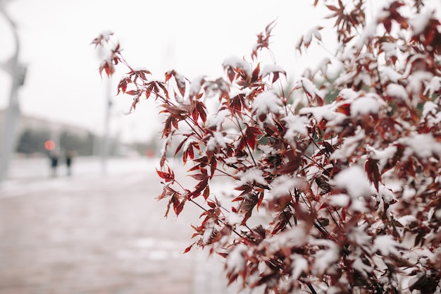 Czerwone krzewy pokrywają śniegiem w winter park. Koncepcja natury.