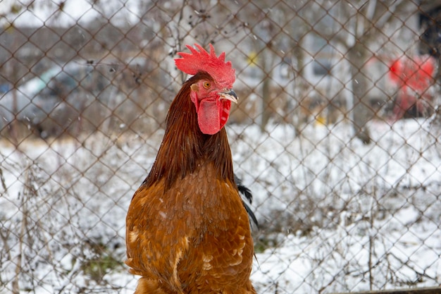Czerwone kurczaki na śnieżnej ziemi