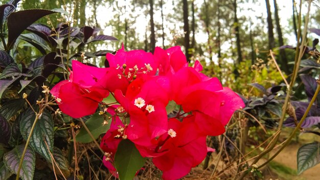 Zdjęcie czerwone kwiaty bougainvillea na tle lasu sosnowego