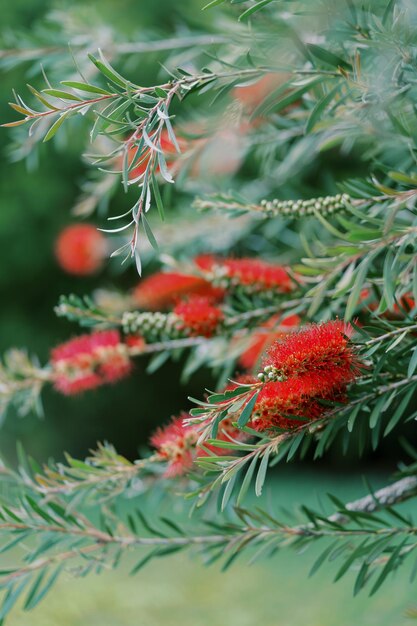 Czerwone kwiaty callistemon na zielonych gałęziach krzewu w ogrodzie