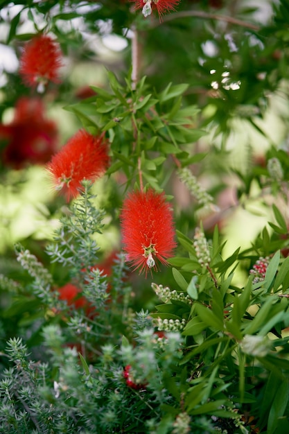 Czerwone kwiaty callistemon rosną na zielonym krzaku