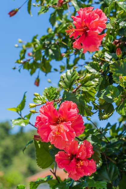 Czerwone Kwiaty Chińskiej Róży W Jasny Letni Dzień. Nazwa Gatunku - Hibiscus Rosa-sinensis L.