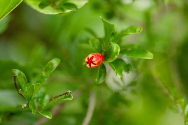 Czerwone kwiaty granatu na kwitnące drzewo granatu w ogrodzie. Kwiaty granatu z pąkami na gałęzi z zielonymi liśćmi.