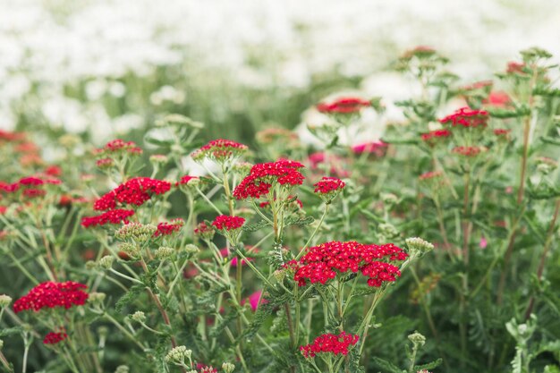 Czerwone kwiaty kultivaru ozdobnego yarrow w mglistym dniu