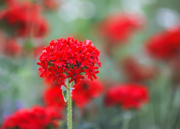 Czerwone kwiaty Lychnis chalcedonica