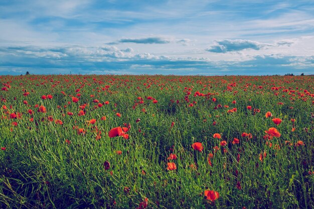 Zdjęcie czerwone kwiaty maków kwitną na polu na tle nieba
