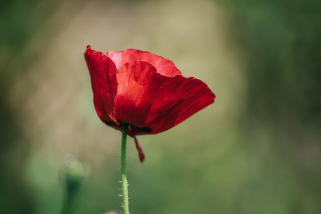 Czerwone Kwiaty Maku Kwitnące W Polu Zielonej Trawy Kwiatowym Naturalnym Wiosennym Tle Mogą Być Używane Jako Obraz Na Dzień Pamięci I Pojednania